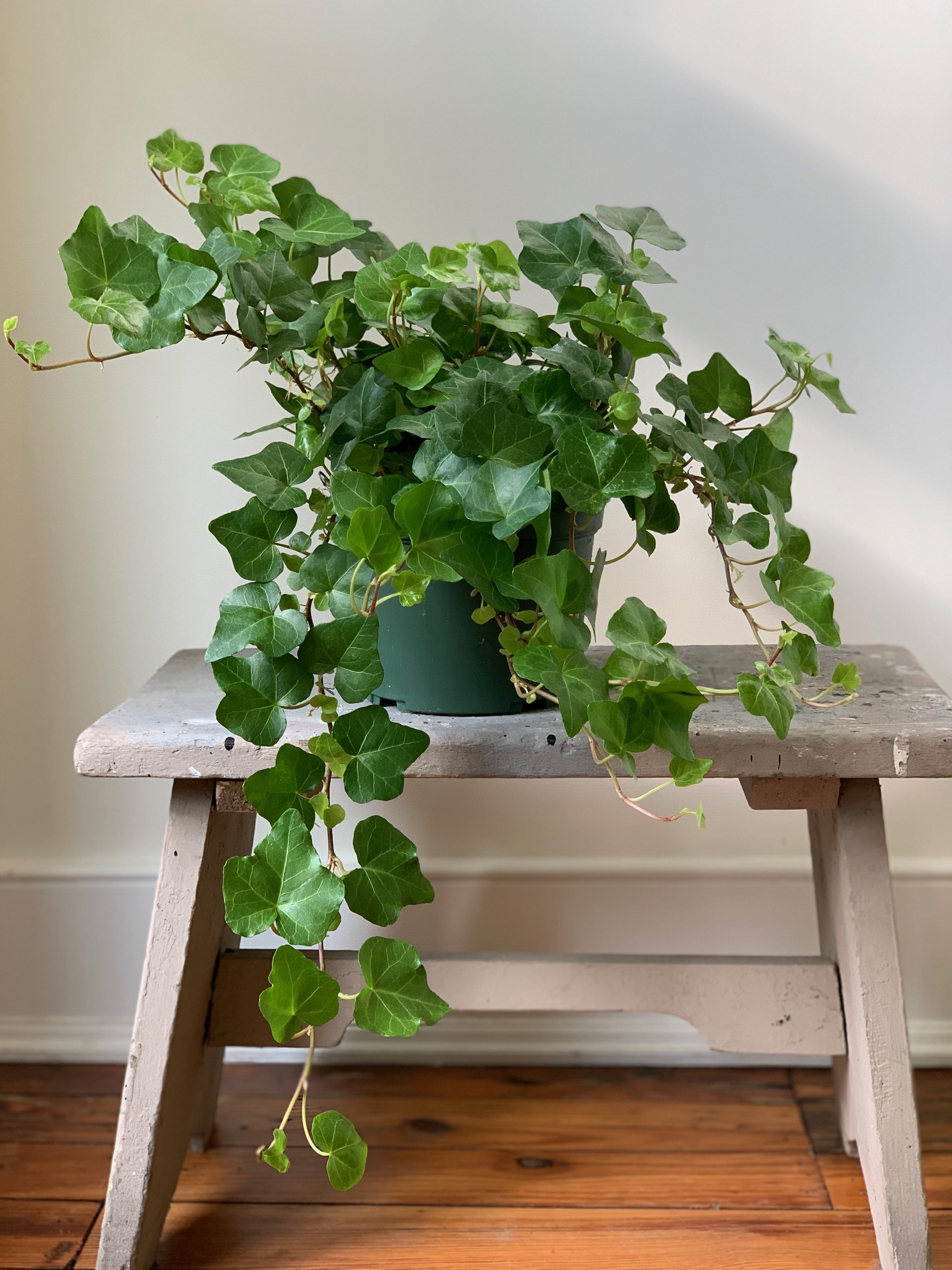 English Ivy, 6in. - Walter Pine Floral Studio