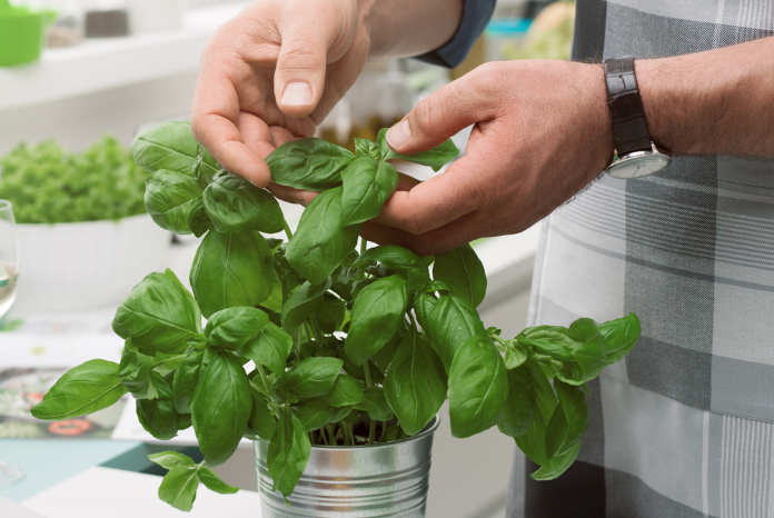 How to make your supermarket basil last longer | Wise Living