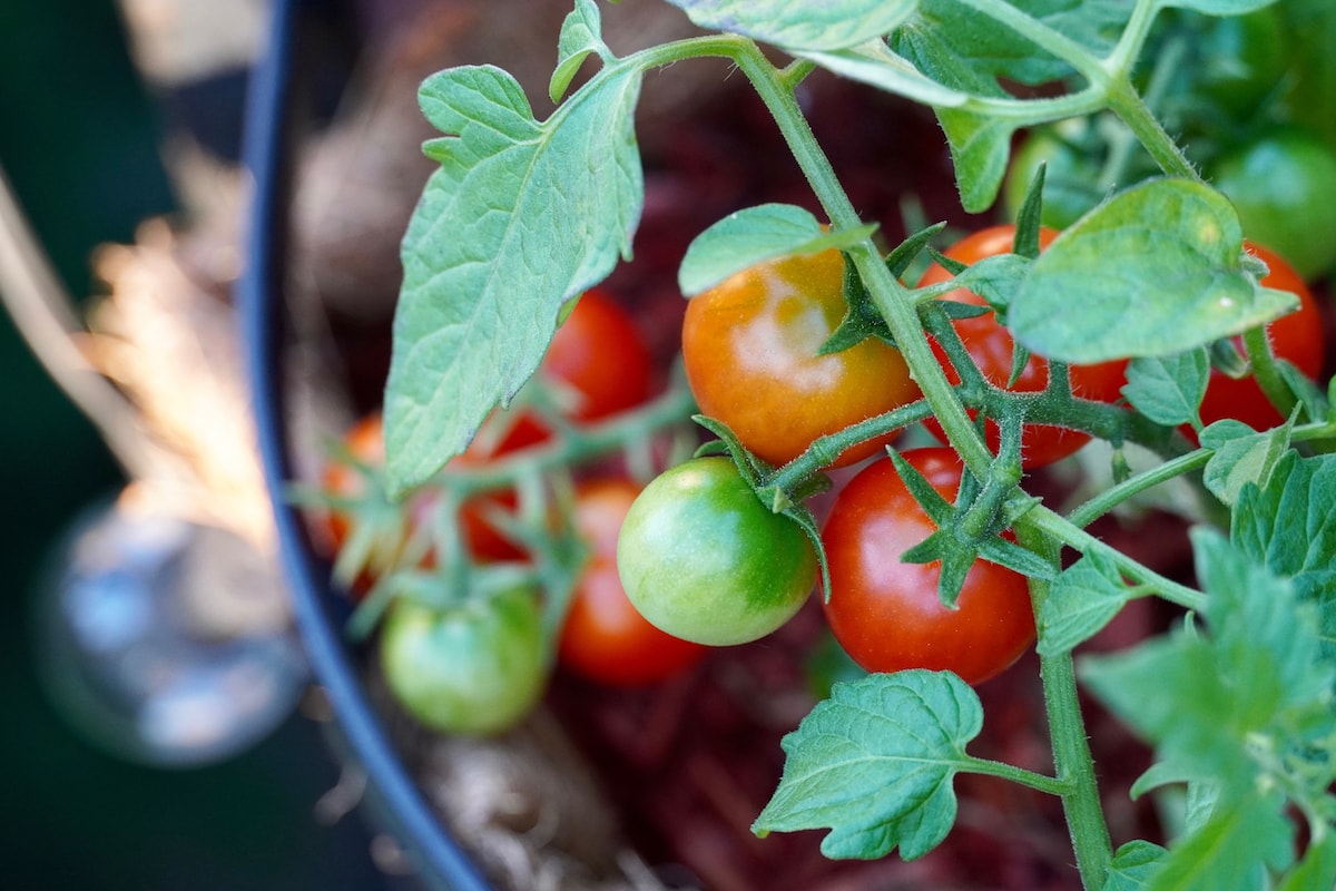 Tomaten im Topf