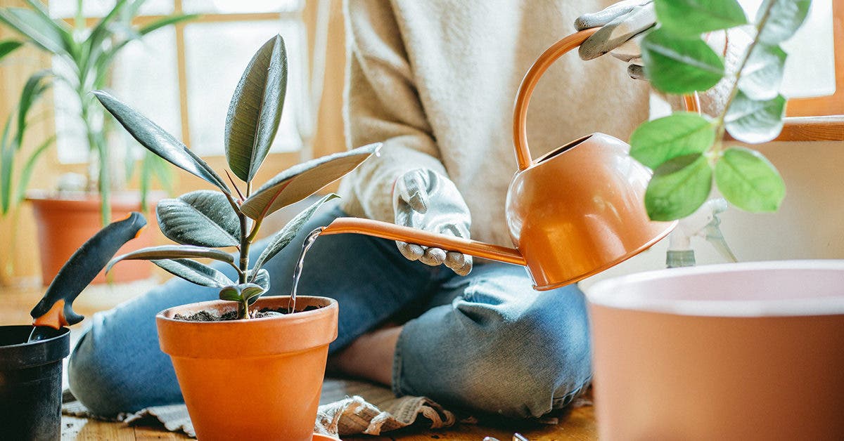 À quelle fréquence devriez-vous arroser vos plantes d’intérieur ?