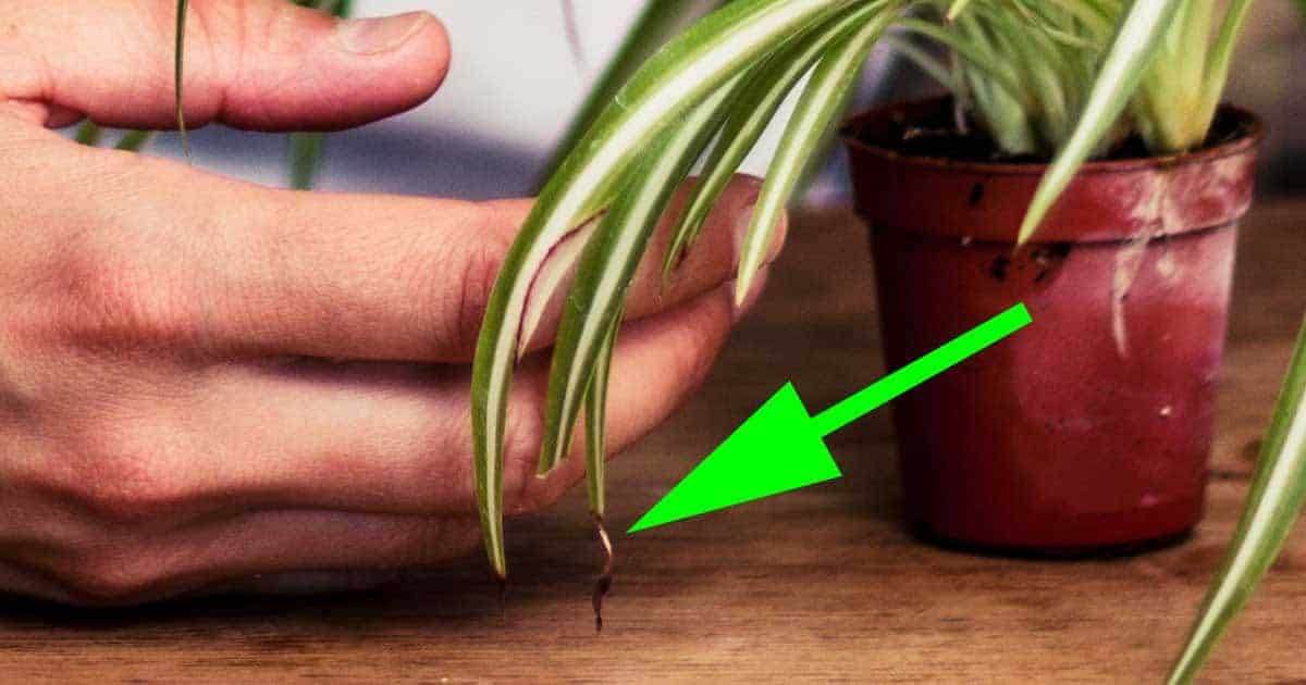 Brown Tips on Houseplants Leaves - A Reason Why!