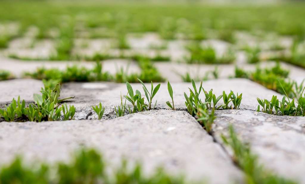 Peut-on brûler des mauvaises herbes ?