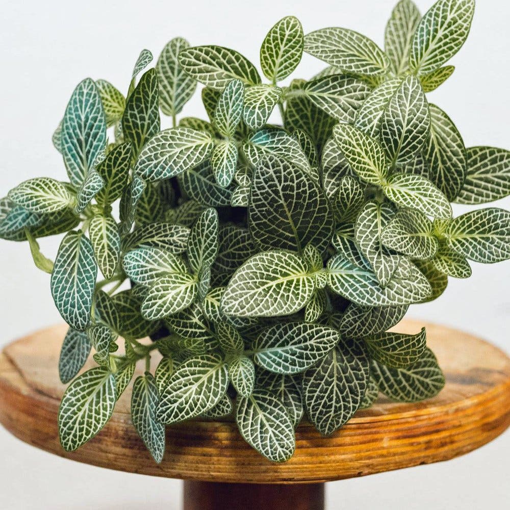 fittonia