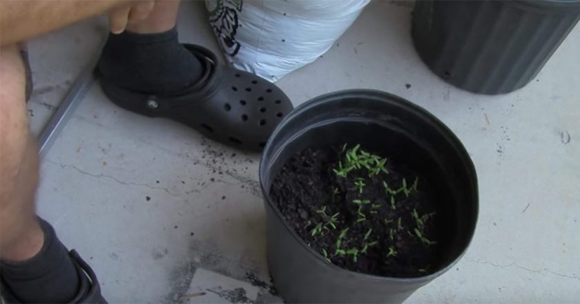 Hör auf, Tomaten zu kaufen! Mit dieser Technik können Sie ganz einfach Ihre eigenen in Ihrem Garten kultivieren 