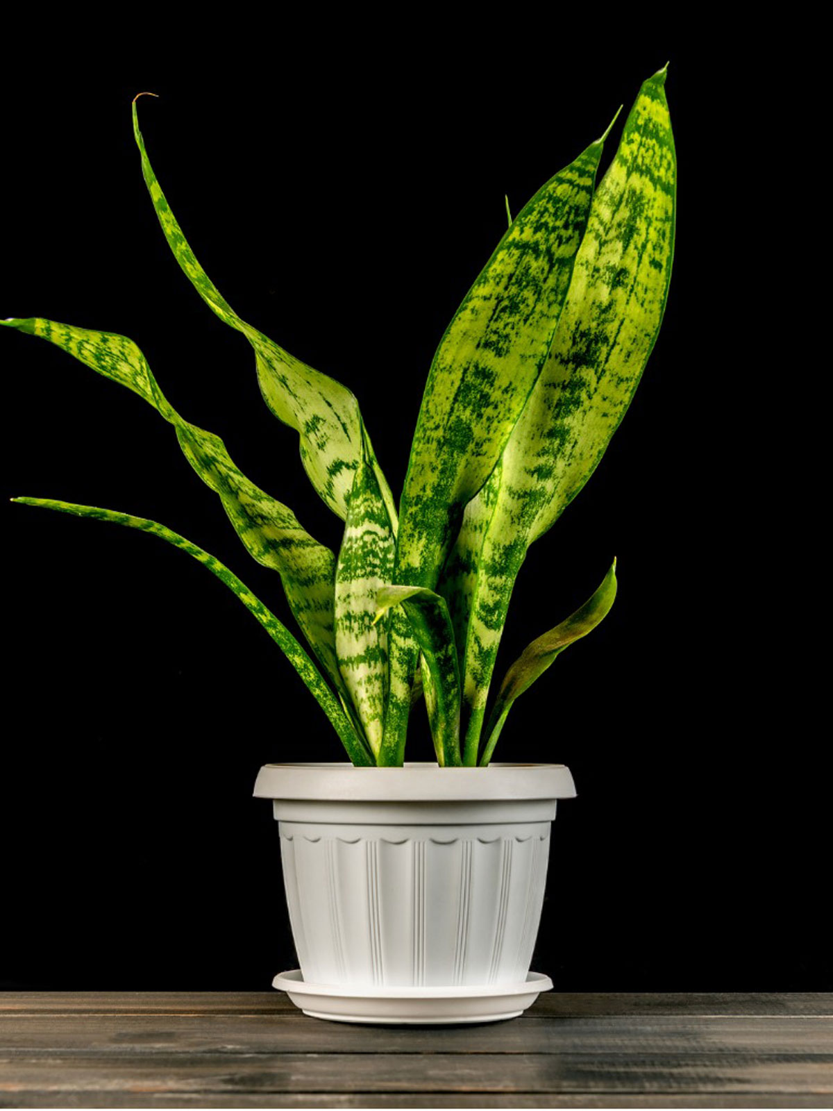 Care of Snake Plants: Information On Growing Snake Plant