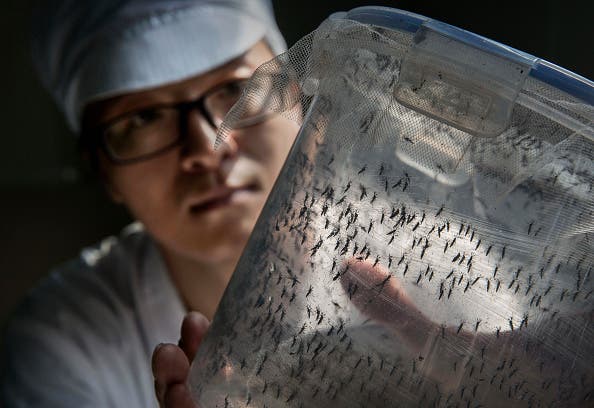 Remède contre les moustiques