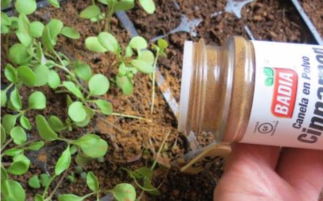 Elle Met De La Cannelle Moulue Sur Ses Plantes… Une Astuce Jardin À  Découvrir ! »