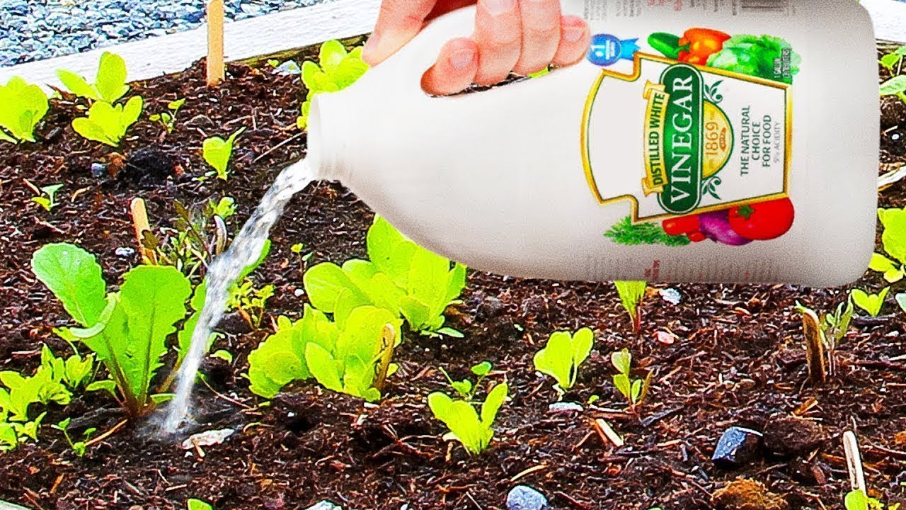 Mets du Vinaigre Sur Tes Plantes et Découvre ce Qu'il se Passera ...