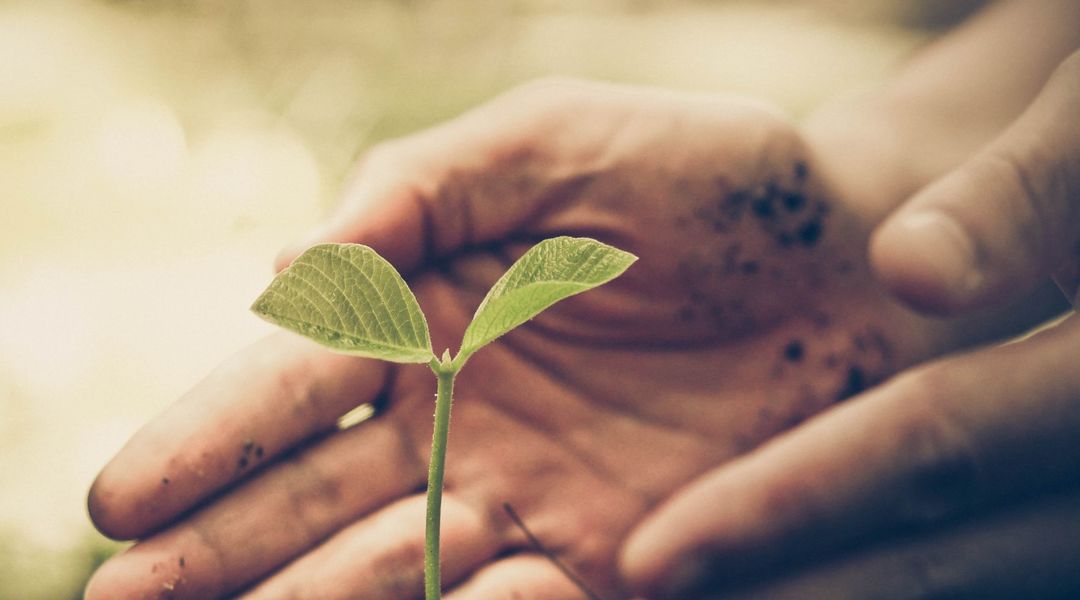 Accelérer la croissance de ses plantes : comment faire - Côté Maison