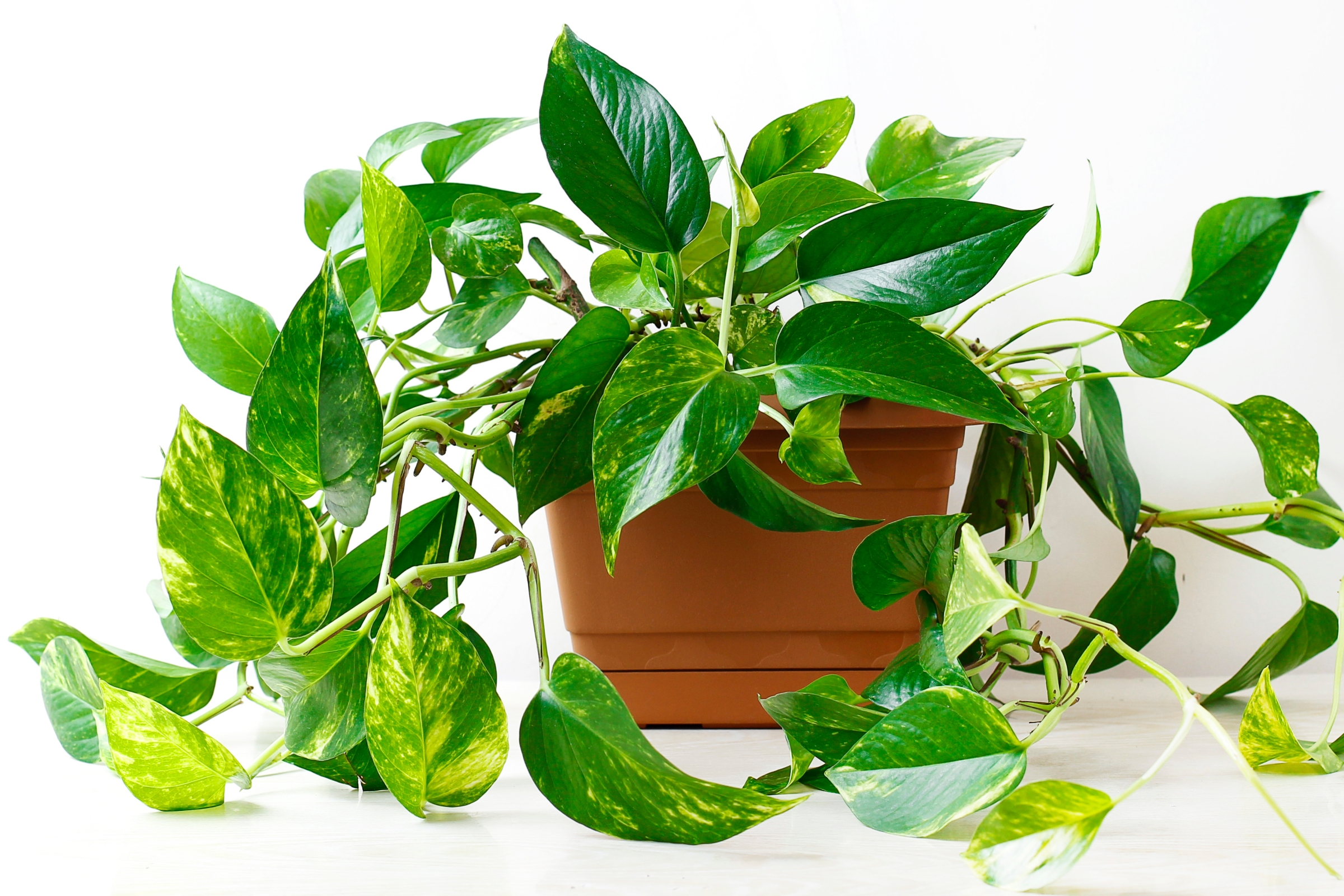 Pothos: How to Care for Golden Pothos Plants | The Old Farmer's Almanac