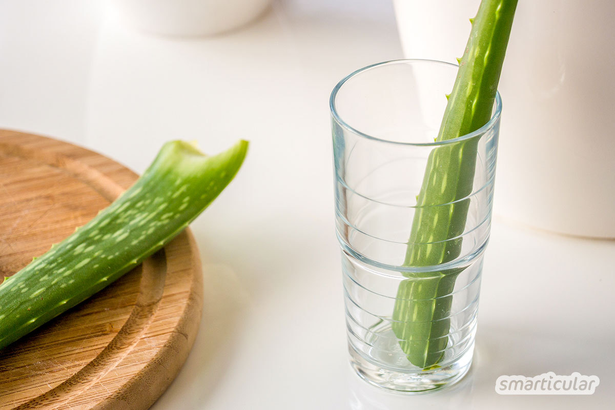 Aloe vera Gel kann viele Hautpflegeprodukte ersetzen. Die ergiebige und pflegeleichte Pflanze lässt sich auch ohne Grünen Daumen ganz einfach selbst züchten.