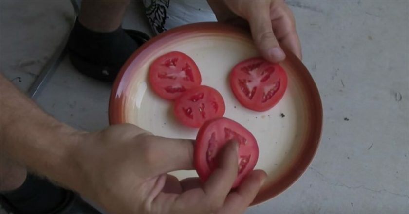 Hör auf, Tomaten zu kaufen! Mit dieser Technik können Sie ganz einfach Ihre eigenen in Ihrem Garten kultivieren